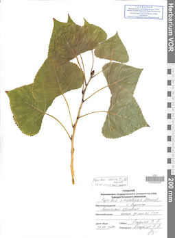 VOR 0040207