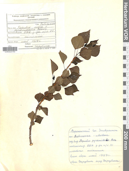 VOR 0024765