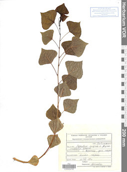 VOR 0024763