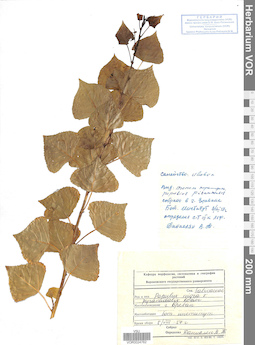 VOR 0024762