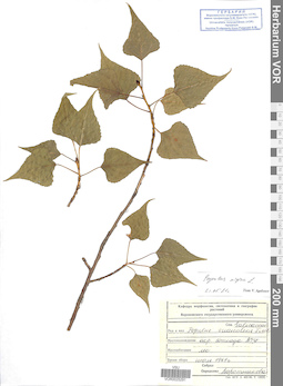 VOR 0025291