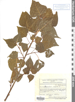 VOR 0024760