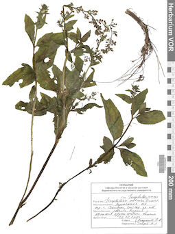 VOR 0020840