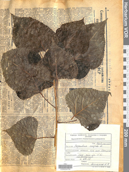 VOR 0024759