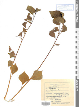 VOR 0024757