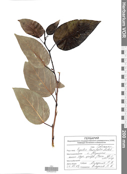 VOR 0024723