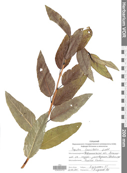VOR 0024722