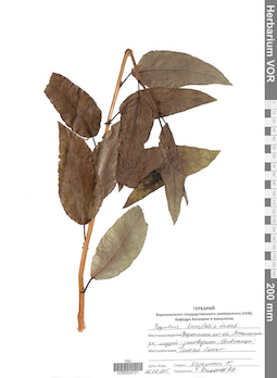 VOR 0024721