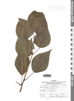VOR 0040666