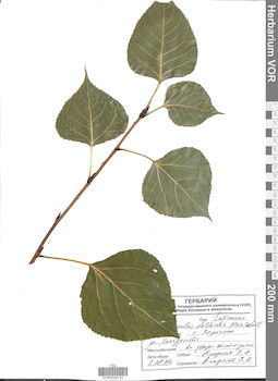 VOR 0024753