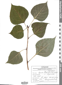 VOR 0024752