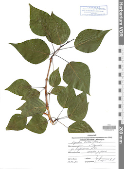VOR 0040014