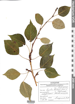 VOR 0024748