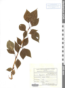 VOR 0024746