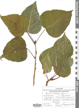VOR 0024745