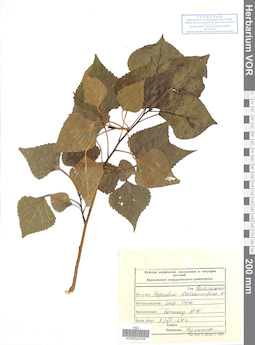 VOR 0024744