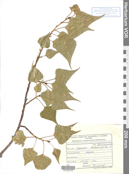 VOR 0024742