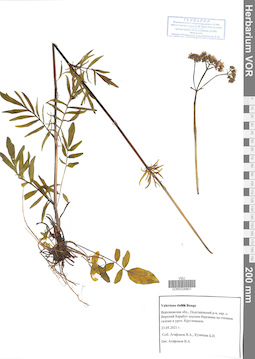 VOR 0039801