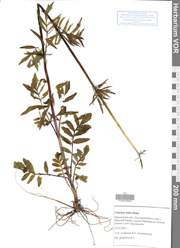 VOR 0039800