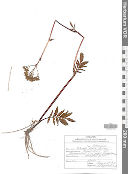 VOR 0021579