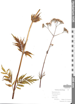 VOR 0021567