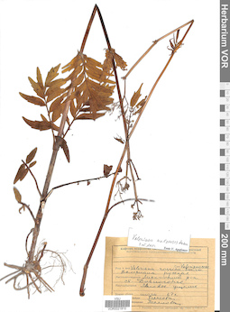 VOR 0021810