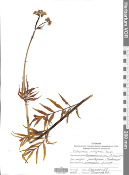 VOR 0021807