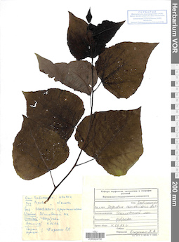 VOR 0024750