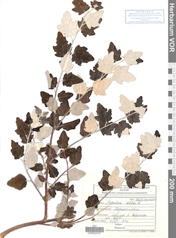 VOR 0024741