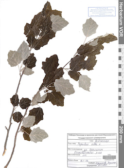 VOR 0024740