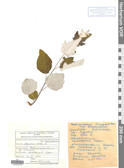 VOR 0024739
