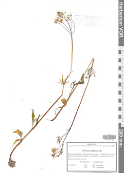 VOR 0041705