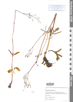 VOR 0039873