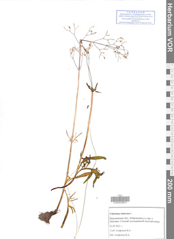 VOR 0039872
