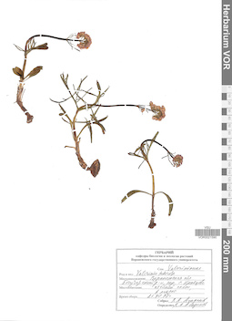 VOR 0021590