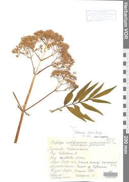 VOR 0021589
