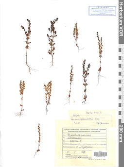 VOR 0041730