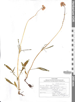 VOR 0021587