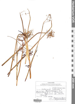 VOR 0021586
