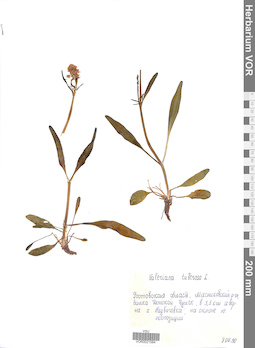 VOR 0021584