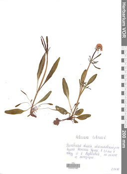 VOR 0021583