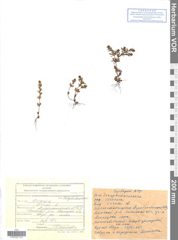 VOR 0021341