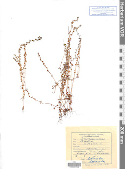VOR 0021338