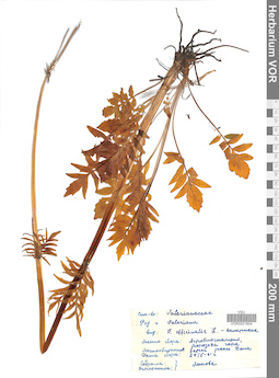 VOR 0021804