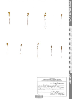 VOR 0021334