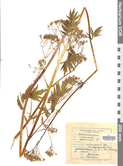 VOR 0021799