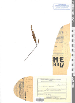 VOR 0021324