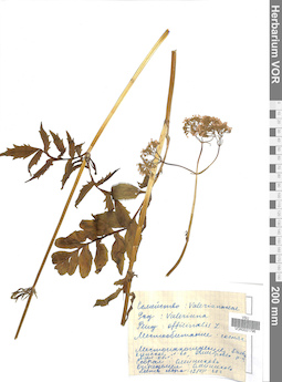 VOR 0021796
