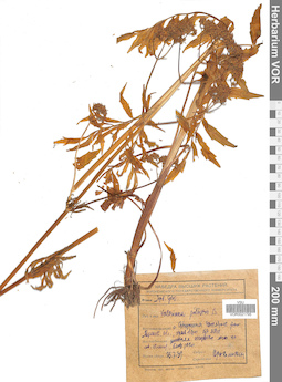 VOR 0021795