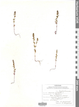 VOR 0021352
